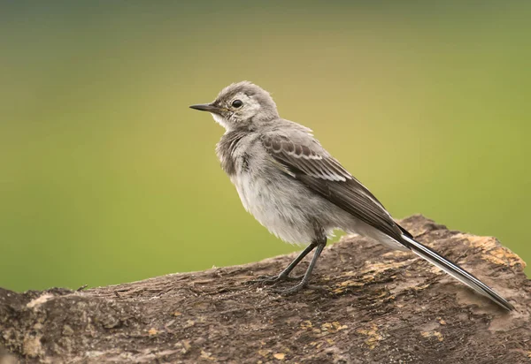 Wagtail Blanco Sentado Rama Del Árbol — Foto de Stock