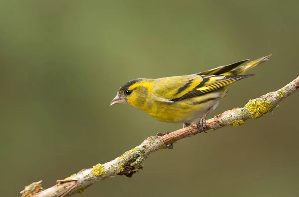 Vista Cerca Siskin Sentado Rama Del Árbol — Foto de Stock