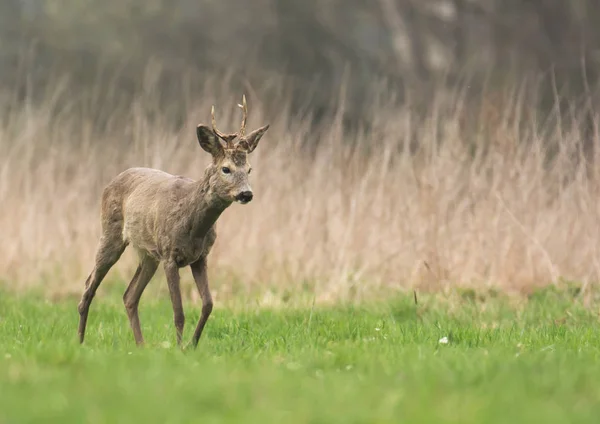 Cute Roe Deer Natural Habitat — Stock Photo, Image