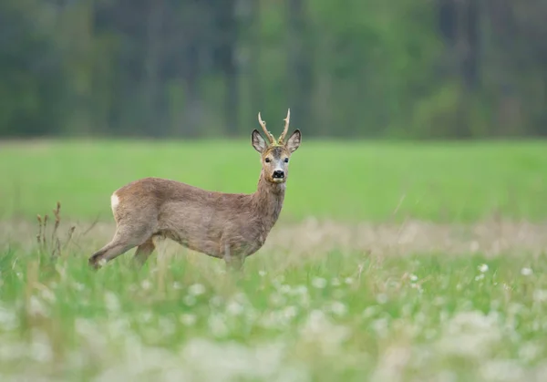 Cerf Chevreuil Mignon Dans Habitat Naturel — Photo