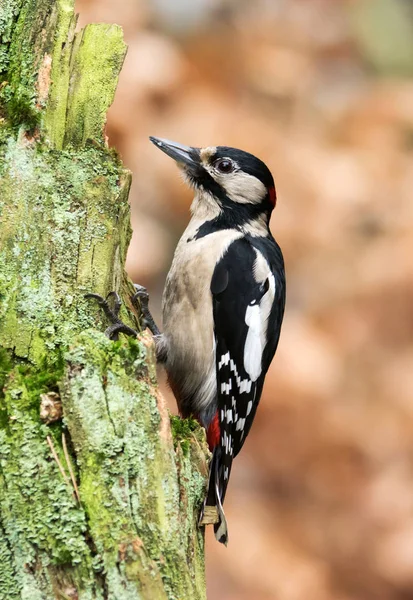 Gran Pájaro Carpintero Manchado Vista Cerca — Foto de Stock