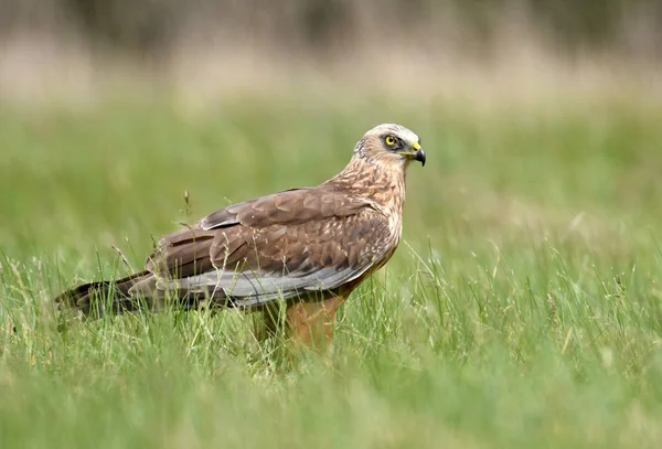 Marsh Harrier Standing Green Meadow Spring Scenery — Stock Photo, Image