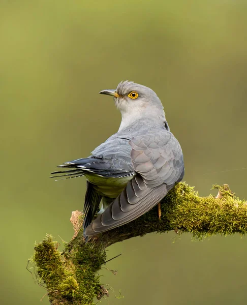 Bayağı guguk ağaç dalı üzerinde oturan
