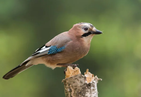 Zblízka Pohled Eurasian Jay Přirozeném Prostředí — Stock fotografie