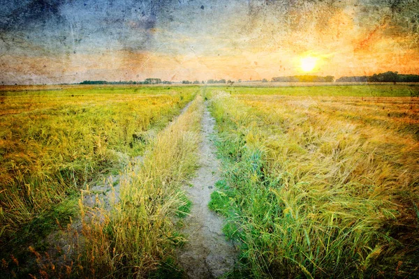 Прекрасний Літній Пейзаж Заходом Сонця Пшеничним Полем Вінтажний Стиль — стокове фото