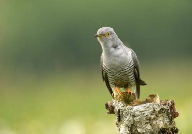 Bayağı guguk şube üzerinde oturan görünümü kapatın
