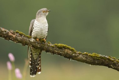Bayağı guguk şube üzerinde oturan görünümü kapatın