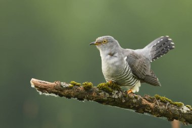Bayağı guguk şube üzerinde oturan görünümü kapatın