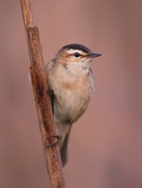 Şirin saz kamışçını dalda oturan