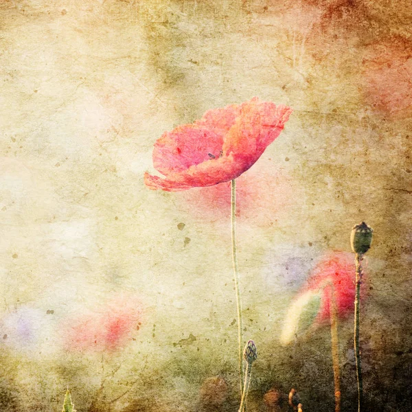 Beautiful Poppy Flower Dusk Vintage Background — Stock Photo, Image