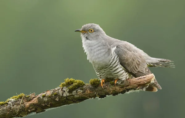 Common Cuckoo Sitting Branch Close View — Stock Photo, Image