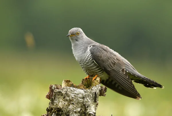 Kuckuck Auf Ast Sitzend Nahsicht — Stockfoto