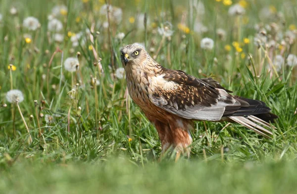 Smuk Mose Harrier Foråret Landskab - Stock-foto