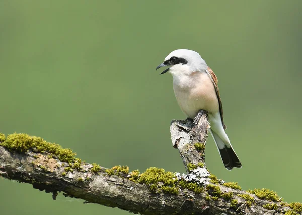 Niedlicher Kleiner Rotrückenwürger Sitzt Auf Ast — Stockfoto