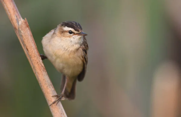 Cute Sedge Warbler Sitting Branch — Stock Photo, Image