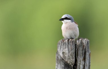 Dalda oturan sevimli küçük Kızıl sırtlı örümcek kuşu