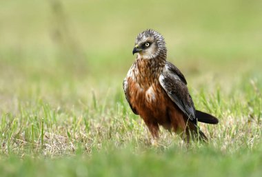güzel marsh harrier bahar sahne