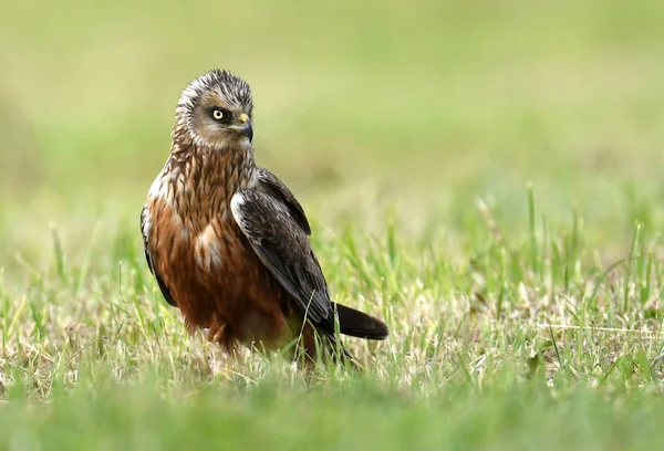 Beautiful Marsh Harrier Spring Scenery — Stock Photo, Image