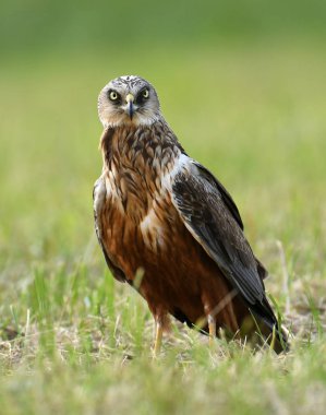 güzel marsh harrier bahar sahne