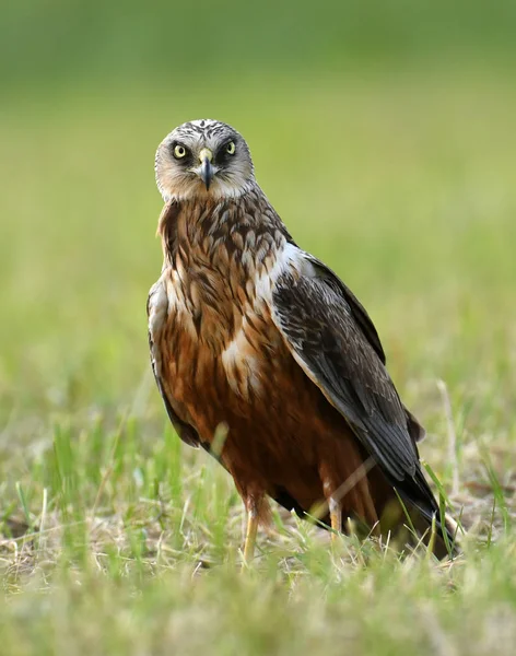 Beau Marais Harrier Dans Paysage Printanier — Photo