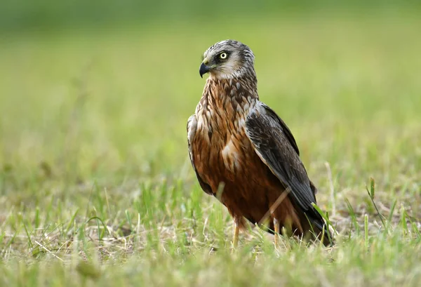 Vackra Kärrhök Våren Landskap — Stockfoto