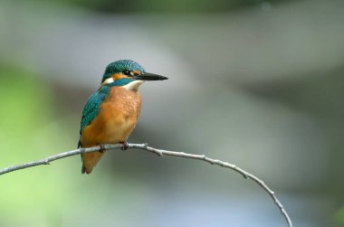 Küçük Kingfisher görünümünü kapat
