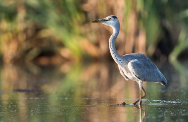 Doğal ortamlarında güzel gri balıkçıl