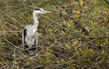 Doğal ortamlarında güzel gri balıkçıl