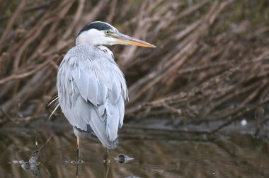 Doğal ortamlarında güzel gri balıkçıl