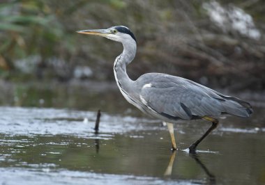 Doğal ortamlarında güzel gri balıkçıl
