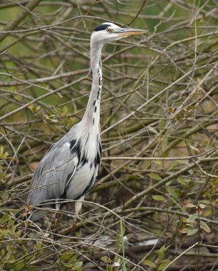 Doğal ortamlarında güzel gri balıkçıl