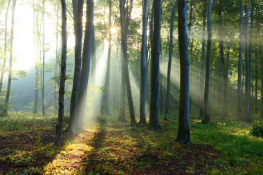 Çok güzel bir sabah yapraklara ormandaki