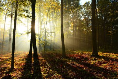 Çok güzel bir sabah yapraklara ormandaki