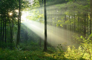 Çok güzel bir sabah yapraklara ormandaki