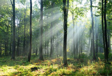 Çok güzel bir sabah yapraklara ormandaki