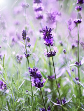 Çiçek açan görünümü lavanta çiçekleri kapatın