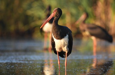 Güzel siyah leylek avcılık Nehri üzerinde 