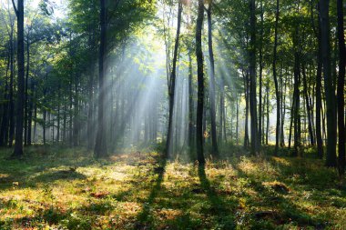 Çok güzel bir sabah yapraklara ormandaki