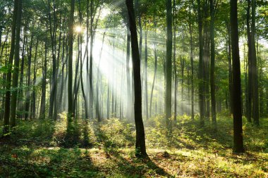 Çok güzel bir sabah yapraklara ormandaki