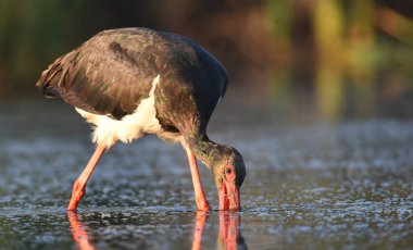 Siyah leylek (Ciconia nigra) içme suyu