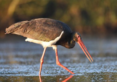Güzel siyah leylek avcılık Nehri üzerinde 