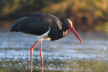 Güzel siyah leylek avcılık Nehri üzerinde 