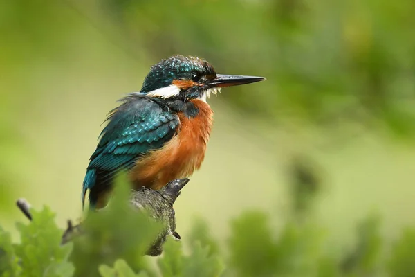 Vista Cerca Del Joven Kingfisher —  Fotos de Stock