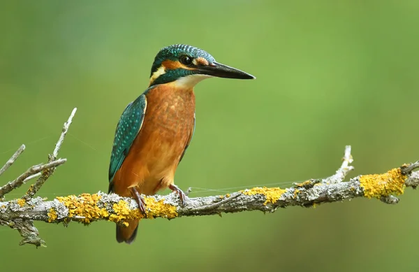 Vista Cerca Del Pequeño Kingfisher —  Fotos de Stock