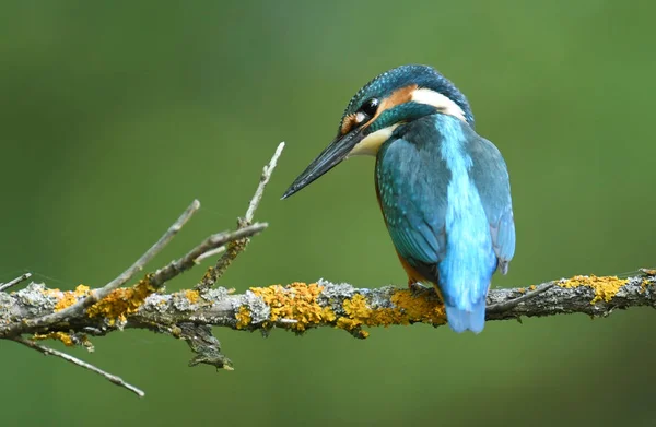 Vista Cerca Del Pequeño Kingfisher —  Fotos de Stock