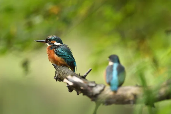 Закрыть Глаза Молодого Kingfisher — стоковое фото