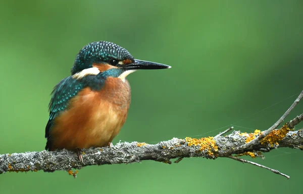 Vista Cerca Del Pequeño Kingfisher —  Fotos de Stock