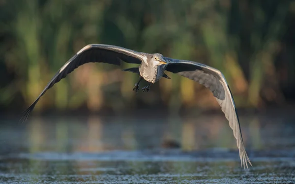 Garça Cinzenta Bonita Habitat Natural — Fotografia de Stock