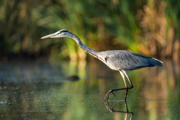 Vackra Gråhäger Naturliga Livsmiljö — Stockfoto