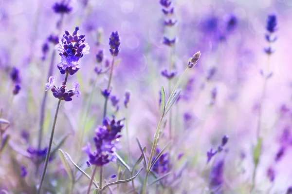 Close up view of blooming lavender flowers
